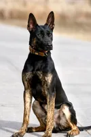 Steve, a male Dutch Shepherd for sale in Pocatello, ID – 5 of 6