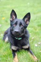 Rou, a female German Shepherd Dog for sale in Pocatello, ID – 8 of 9