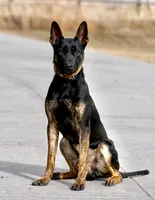 Steve, a male Dutch Shepherd for sale in Pocatello, ID – 2 of 6