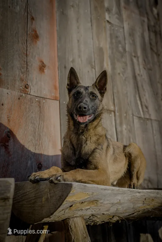 Havoc – Belgian Malinois puppy for sale in Pocatello, ID