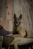 Havoc, a male Belgian Malinois for sale in Pocatello, ID – 1 of 2