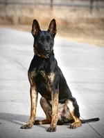 Steve, a male Dutch Shepherd for sale in Pocatello, ID – 4 of 6