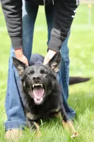 Rou, a female German Shepherd Dog for sale in Pocatello, ID – 2 of 9