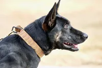 Steve, a male Dutch Shepherd for sale in Pocatello, ID – 6 of 6