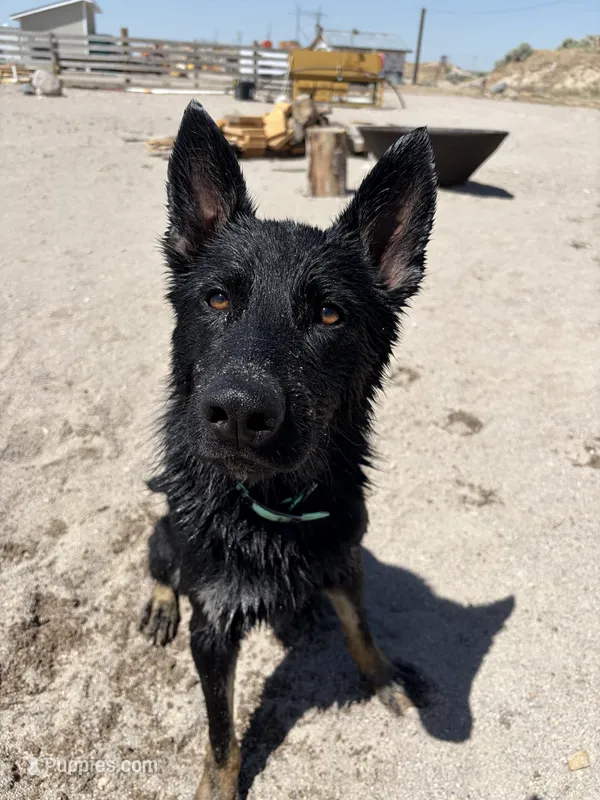 Rou – German Shepherd Dog puppy for sale in Pocatello, ID