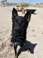 Rou, a female German Shepherd Dog for sale in Pocatello, ID – 1 of 9