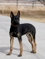 Steve, a male Dutch Shepherd for sale in Pocatello, ID – 3 of 6