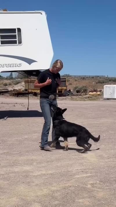 Rou, a female German Shepherd Dog for sale in Pocatello, ID – 5 of 9