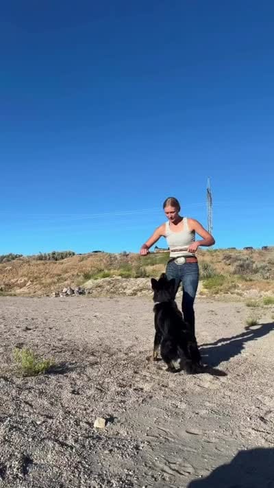 Rou, a female German Shepherd Dog for sale in Pocatello, ID – 7 of 9