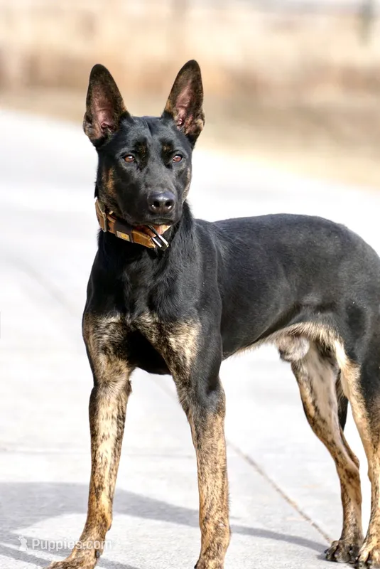 Steve – Dutch Shepherd puppy for sale in Pocatello, ID