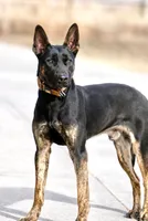 Steve, a male Dutch Shepherd for sale in Pocatello, ID – 1 of 6