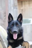 Rou, a female German Shepherd Dog for sale in Pocatello, ID – 6 of 9