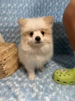 Primo, a male Pomeranian for sale in Mandeville, LA – 5 of 6