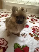 Grizzly , a female Pomeranian for sale in Mandeville, LA – 2 of 6