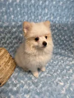 Primo, a male Pomeranian for sale in Mandeville, LA – 6 of 6