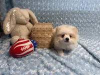 Primo, a male Pomeranian for sale in Mandeville, LA – 2 of 6