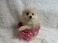 Tawny, a female Pomeranian for sale in Mandeville, LA – 3 of 5