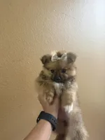 Grizzly , a female Pomeranian for sale in Mandeville, LA – 5 of 6