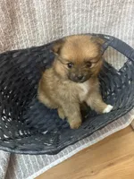 Grizzly , a female Pomeranian for sale in Mandeville, LA – 3 of 6