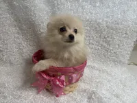 Tawny, a female Pomeranian for sale in Mandeville, LA – 2 of 5