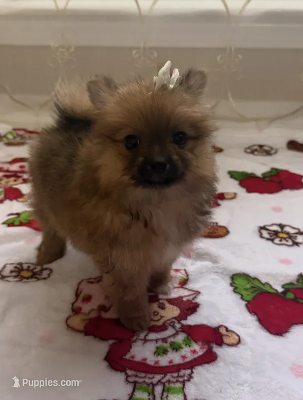 Grizzly  – Pomeranian puppy for sale in Mandeville, LA