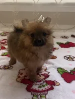 Grizzly , a female Pomeranian for sale in Mandeville, LA – 1 of 6