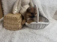 Grizzly , a female Pomeranian for sale in Mandeville, LA – 8 of 8