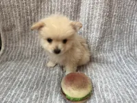 Tawny, a female Pomeranian for sale in Mandeville, LA – 4 of 5