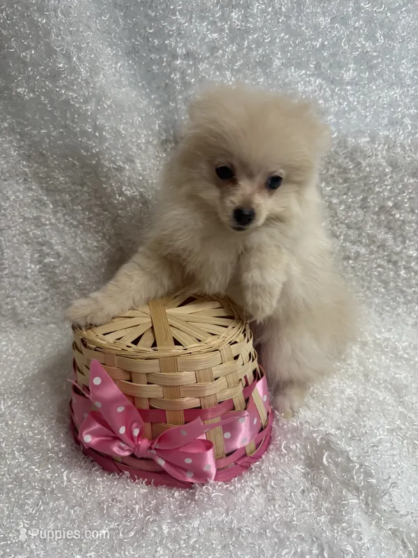 Tawny – Pomeranian puppy for sale in Mandeville, LA