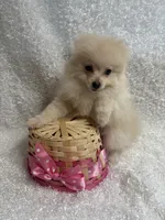 Tawny, a female Pomeranian for sale in Mandeville, LA – 1 of 5