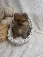 Grizzly , a female Pomeranian for sale in Mandeville, LA – 1 of 8