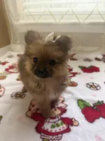 Grizzly , a female Pomeranian for sale in Mandeville, LA – 6 of 6