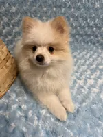 Primo, a male Pomeranian for sale in Mandeville, LA – 4 of 6