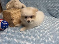 Primo, a male Pomeranian for sale in Mandeville, LA – 3 of 6