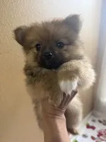 Grizzly , a female Pomeranian for sale in Mandeville, LA – 4 of 6
