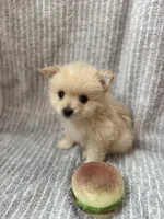 Tawny, a female Pomeranian for sale in Mandeville, LA – 5 of 5