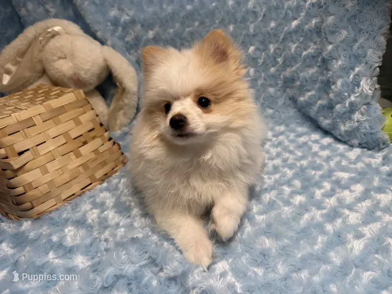 Primo – Pomeranian puppy for sale in Mandeville, LA