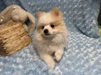 Primo, a male Pomeranian for sale in Mandeville, LA – 1 of 6