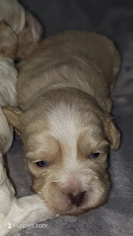 Timothy  – Shih Tzu, Poodle - Toy  puppy for sale in Matthews, NC