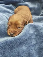 River, a male Shihpoo for sale in Matthews, NC – 3 of 3