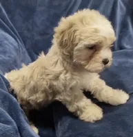 Timothy , a male Shih Tzu and Poodle - Toy  for sale in Matthews, NC – 5 of 5