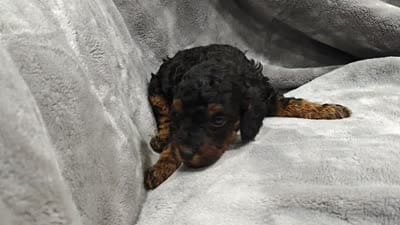 Teddy bear 🧸, a male Poodle - Toy  for sale in Matthews, NC – 2 of 2