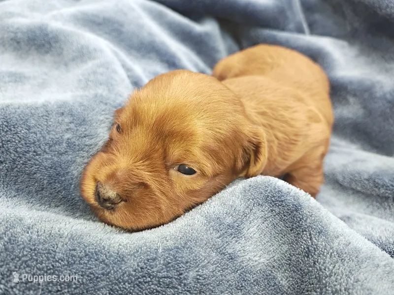 Lucy – Shihpoo, Poodle - Toy  puppy for sale in Matthews, NC