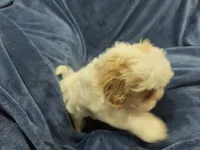 Jesse, a female Shih Tzu and Poodle - Toy  for sale in Matthews, NC – 2 of 3