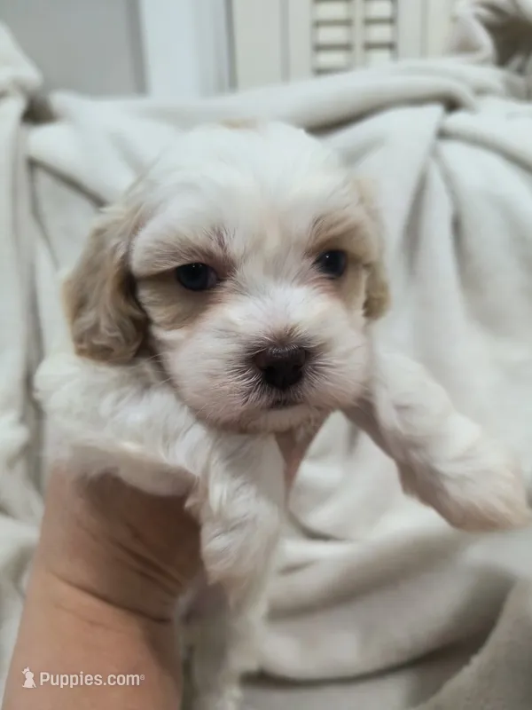 Jesse  – Shih Tzu, Poodle - Toy  puppy for sale in Matthews, NC