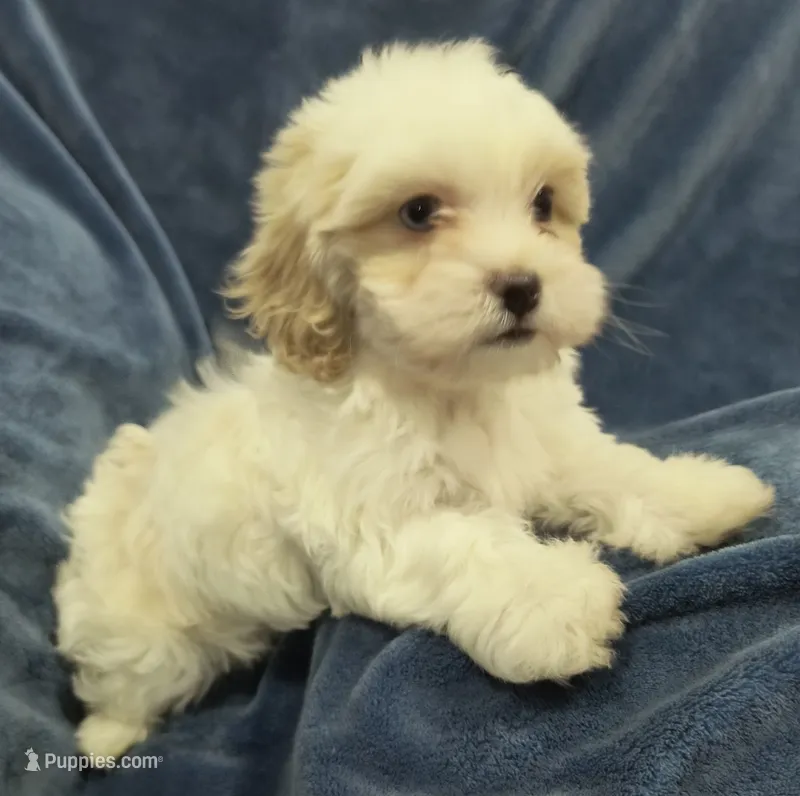 Jesse – Shih Tzu, Poodle - Toy  puppy for sale in Matthews, NC