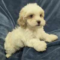 Jesse, a female Shih Tzu and Poodle - Toy  for sale in Matthews, NC – 1 of 3