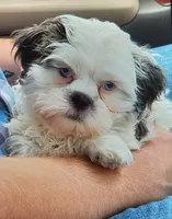 Jesse , a female Shih Tzu and Poodle - Toy  for sale in Matthews, NC – 7 of 9