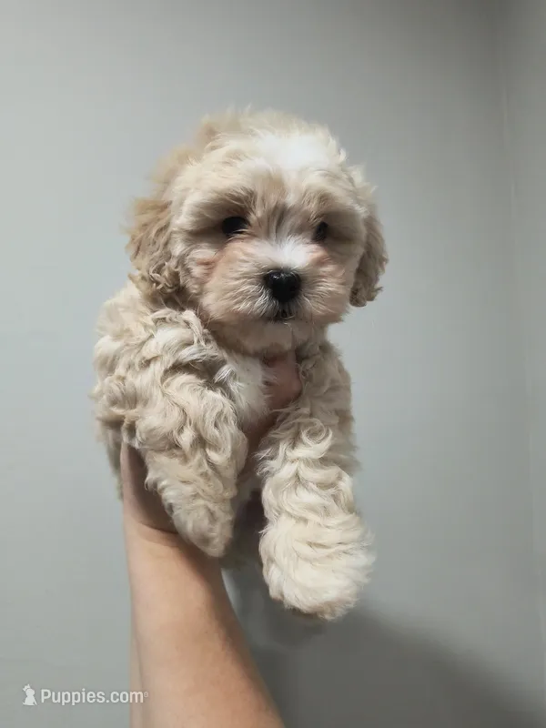 Timothy  – Shih Tzu, Poodle - Toy  puppy for sale in Matthews, NC
