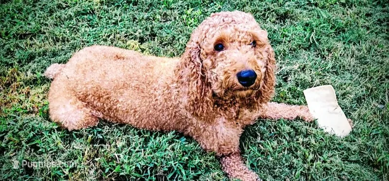 Robin – Miniature Goldendoodle puppy for sale in Matthews, NC